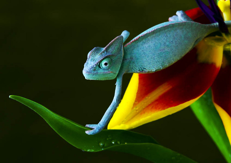  : NATURE : design :: PARIS
