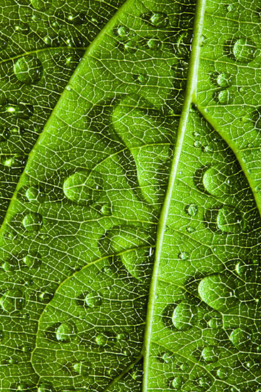  : NATURE : design :: PARIS