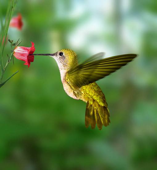  : NATURE : design :: PARIS